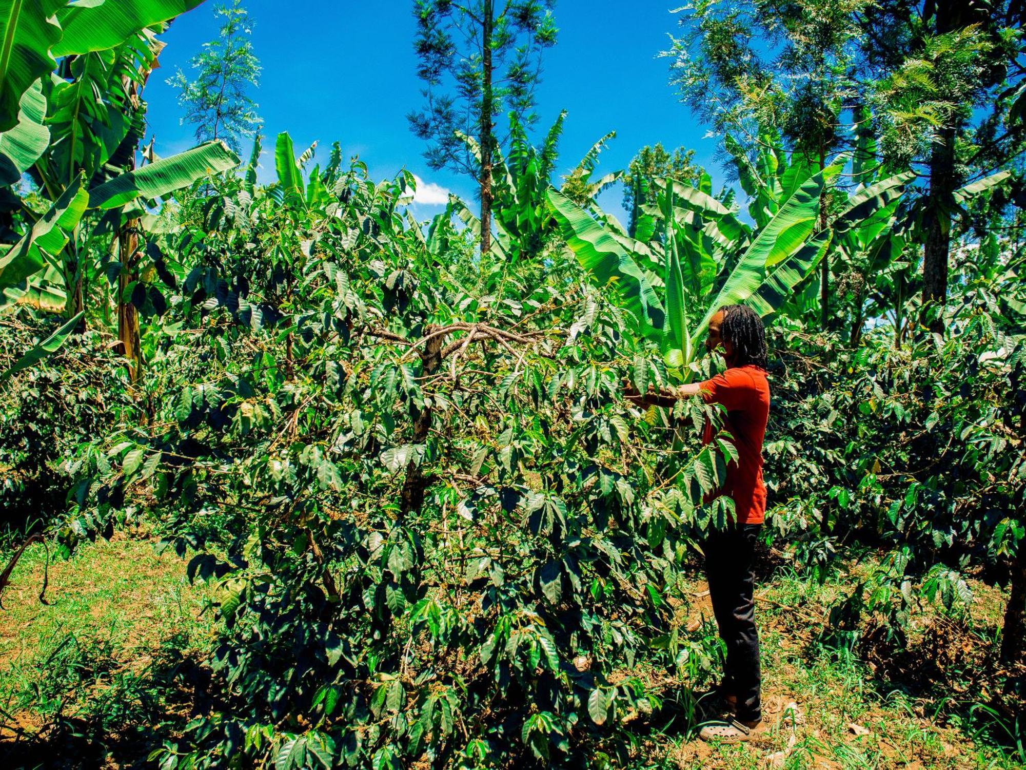 Arusha Jua Eco Home- On Coffee Farm Exterior photo