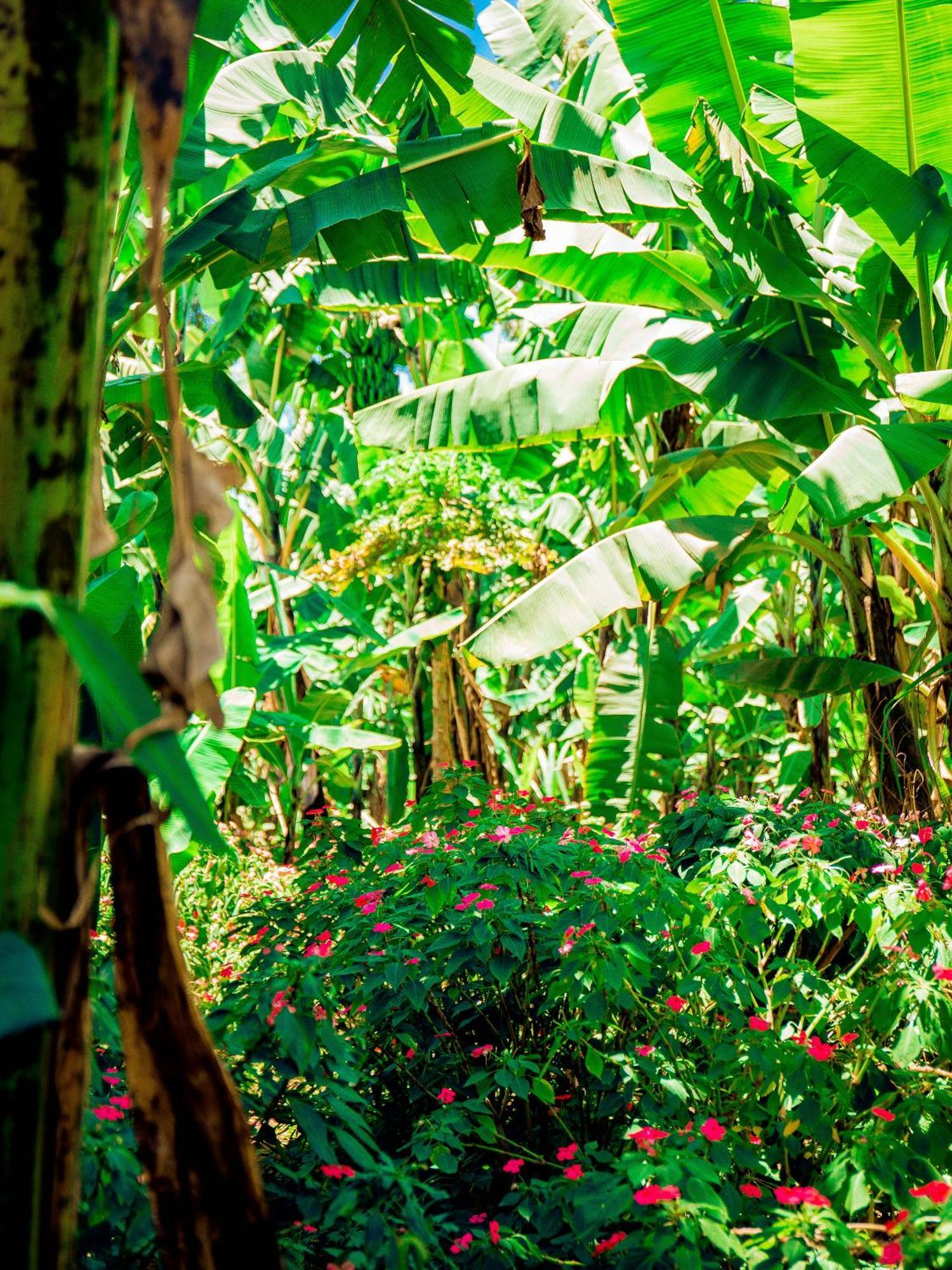 Arusha Jua Eco Home- On Coffee Farm Exterior photo