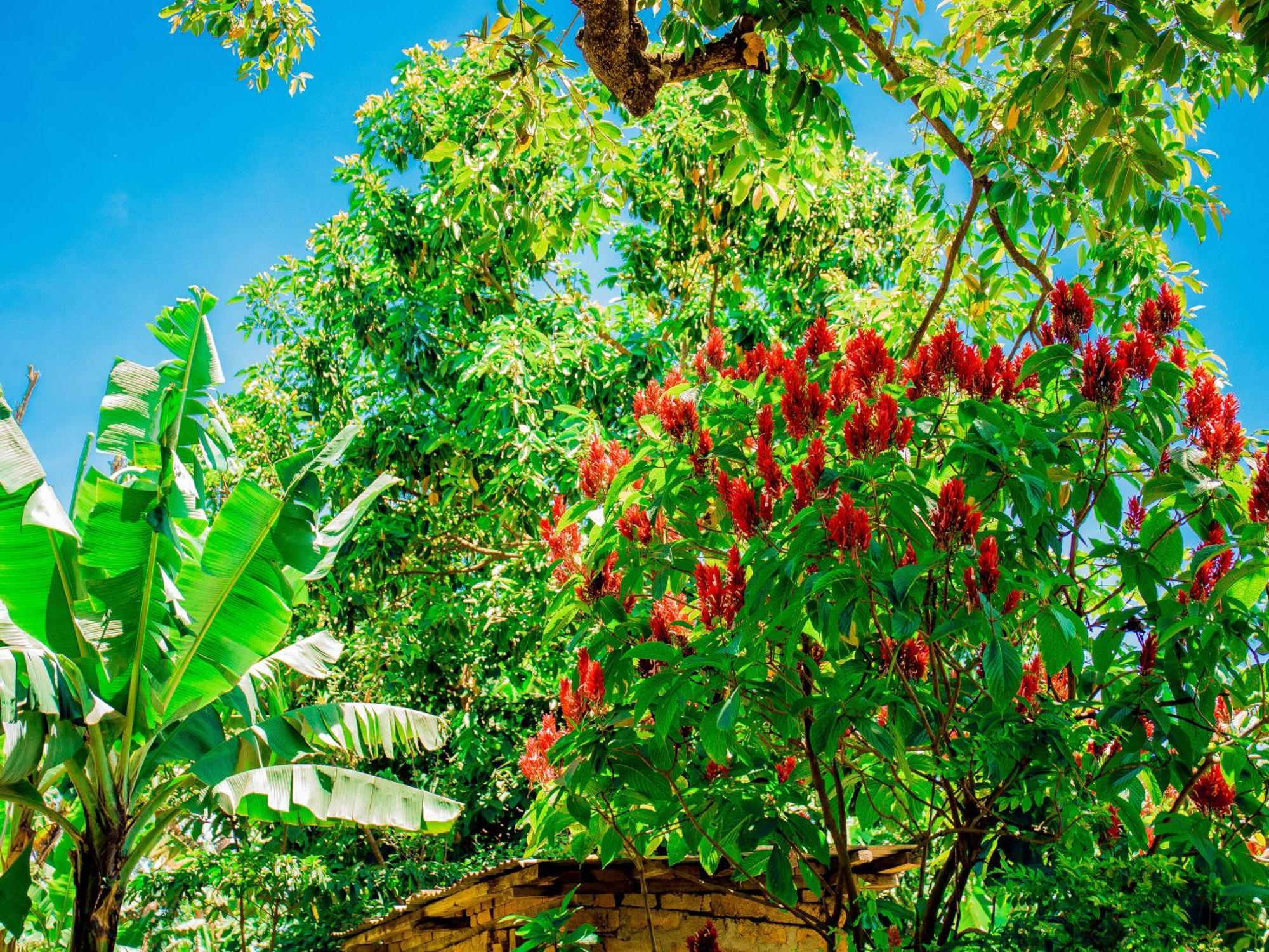 Arusha Jua Eco Home- On Coffee Farm Exterior photo